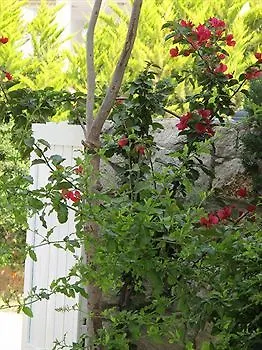 Alenos Boutique Alaçatı
